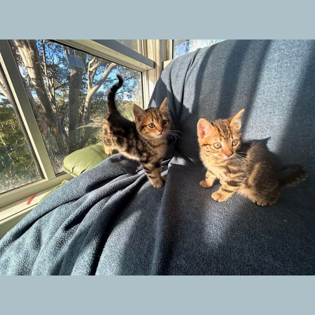 Photo of Jasper   10 Week Old Domestic Short Hair