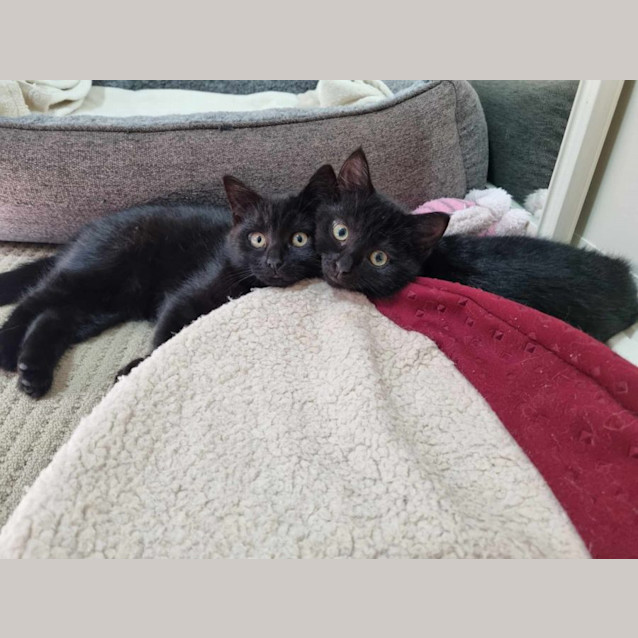 Photo of Holly And Miley