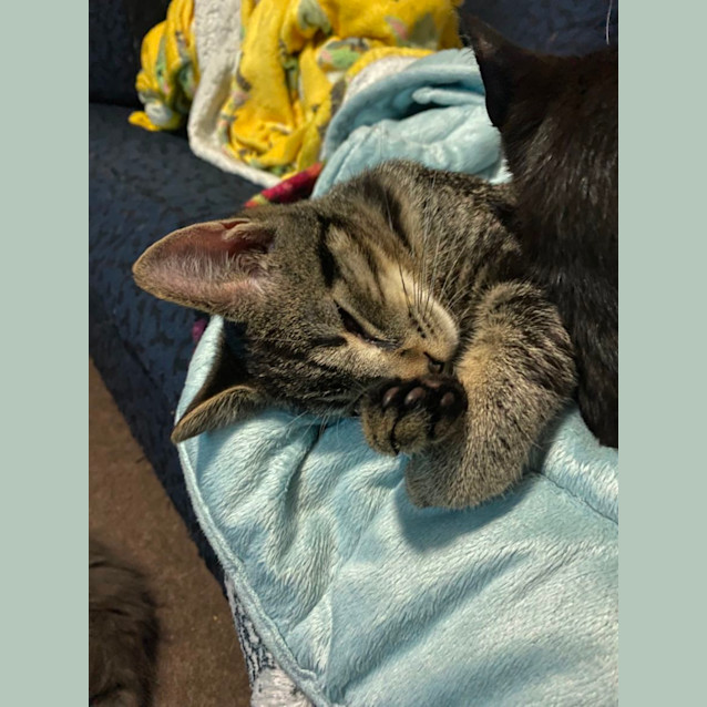 Photo of Kenku **2nd Chance Cat Rescue**