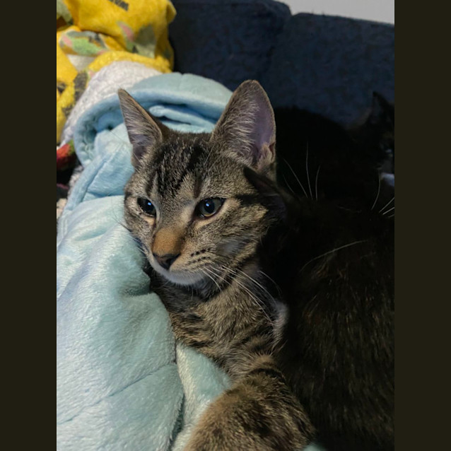Photo of Kenku **2nd Chance Cat Rescue**