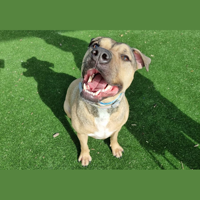 Photo of Brutus Imp 1182