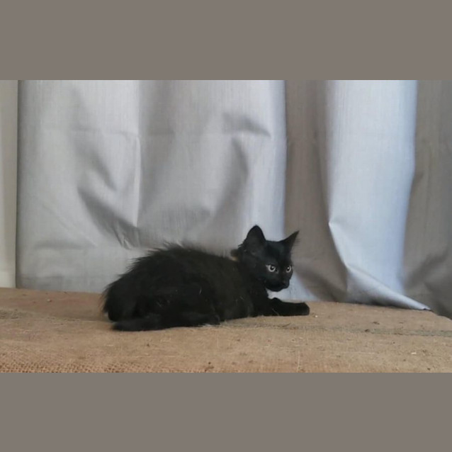 Photo of Vincent Meet Me At Petstock Chelsea 