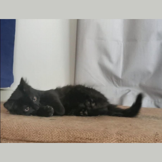 Photo of Vincent Meet Me At Petstock Chelsea 