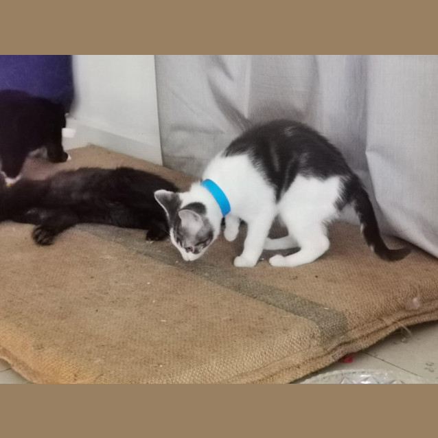 Photo of Pablo Meet Me@Petstock Chelsea Store