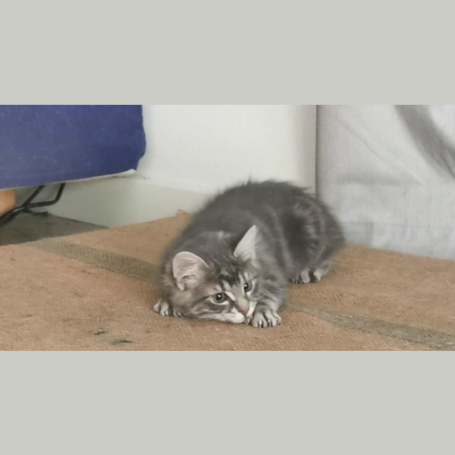 Photo of Farley Meet Me@Petstock Chelsea Store