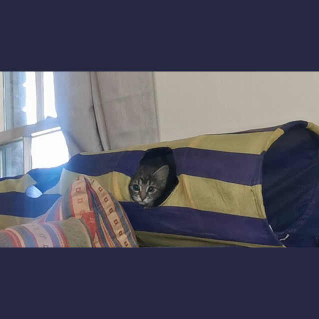 Photo of Farley Meet Me@Petstock Chelsea Store