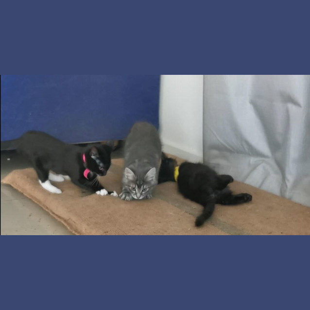 Photo of Farley Meet Me@Petstock Chelsea Store