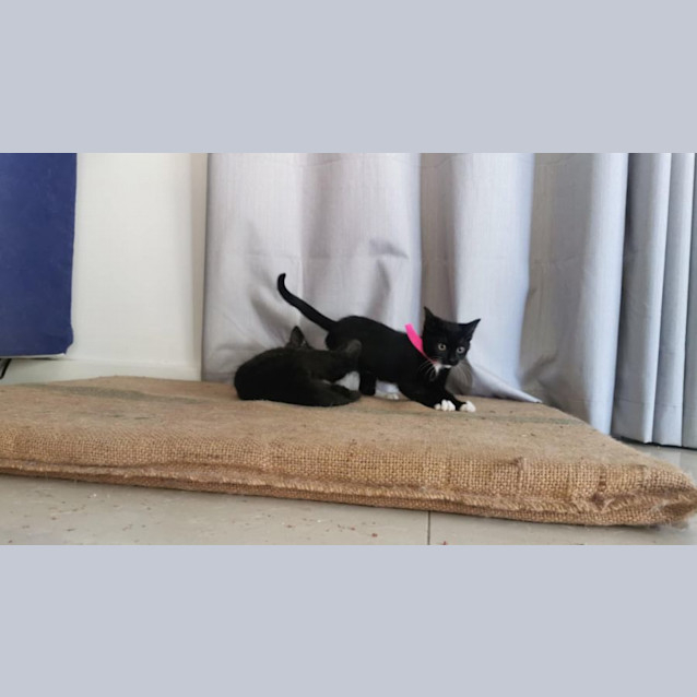 Photo of Chips Meet Me@Petstock Chelsea Store