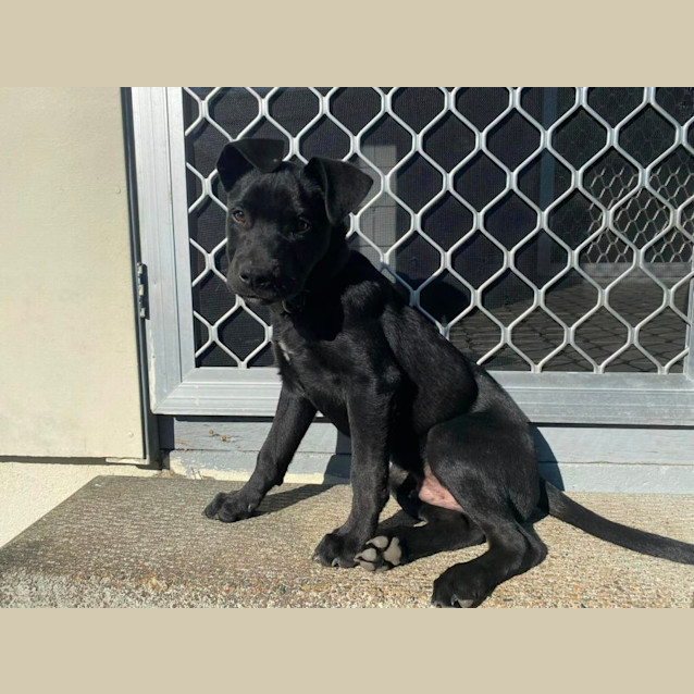Photo of Ranger