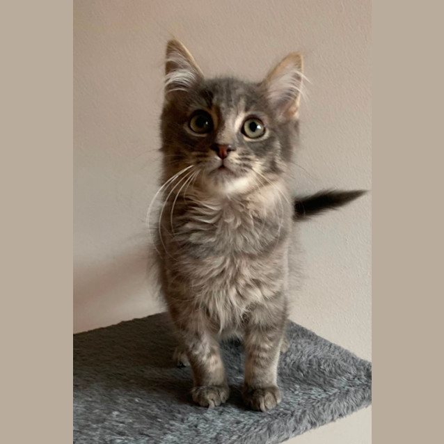 Photo of Bowie 😽🐾💙