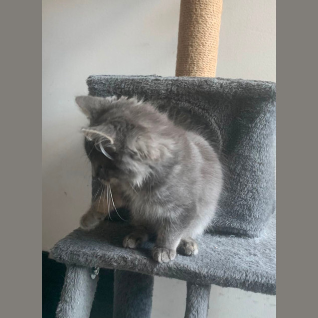 Photo of Bowie 😽🐾💙