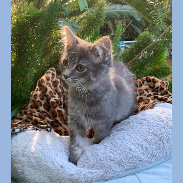 Photo of Bowie 😽🐾💙