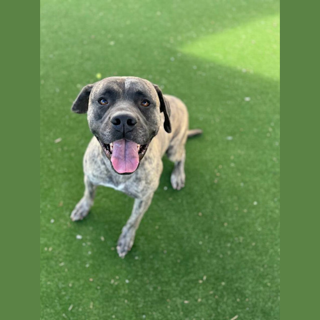 Photo of Saint Imp 709