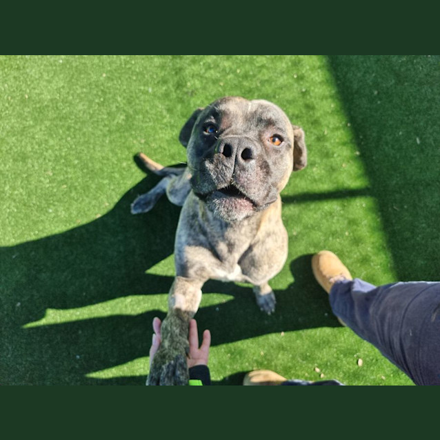 Photo of Saint Imp 709