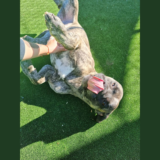 Photo of Saint Imp 709