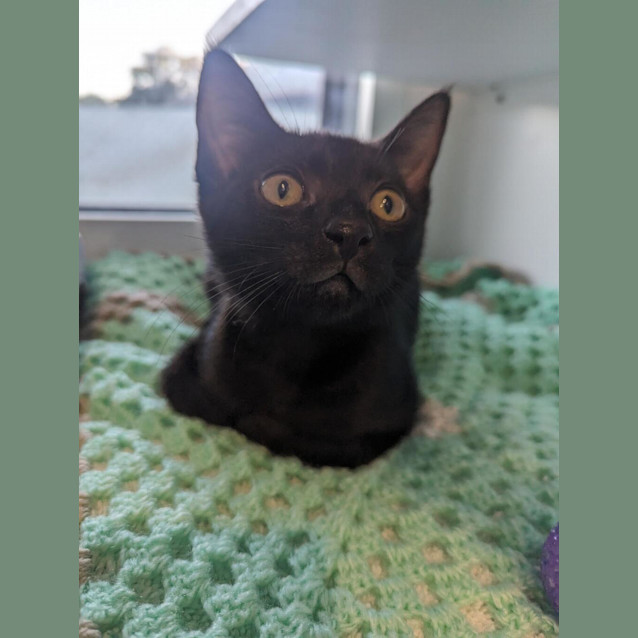 Photo of Pickles