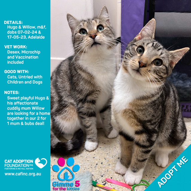 Photo of Hugo & Willow 2 For 1 Mum & Bubs Deal!