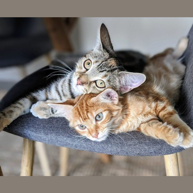 Photo of Macaron & Gingersnap