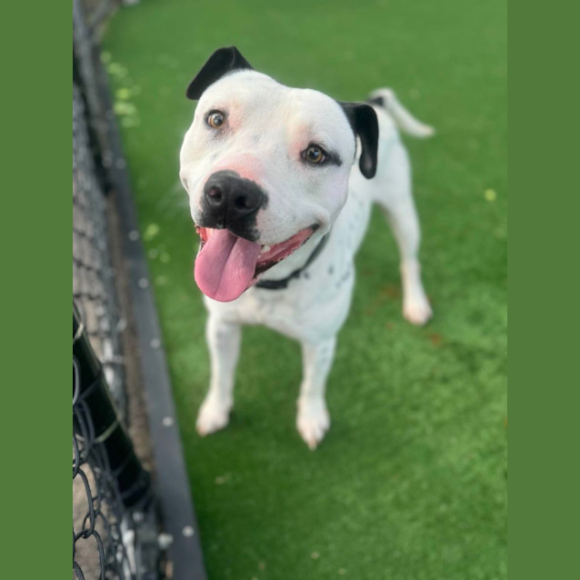 Photo of Casper Imp 766