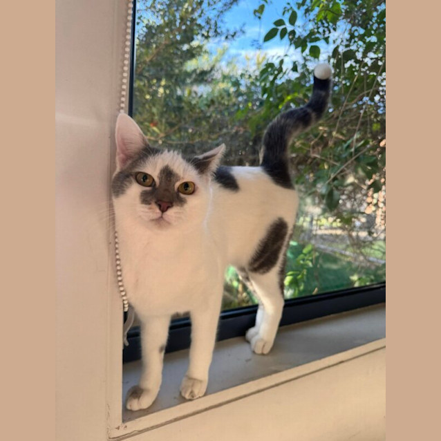 Photo of Sir Biscuiton