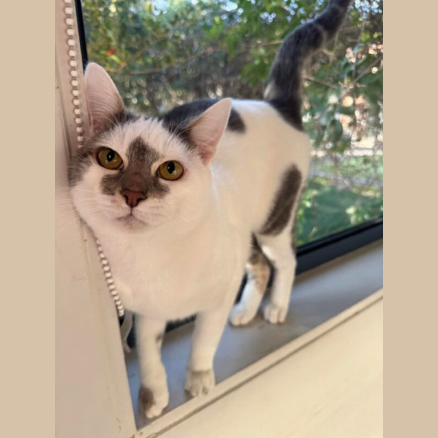 Photo of Sir Biscuiton