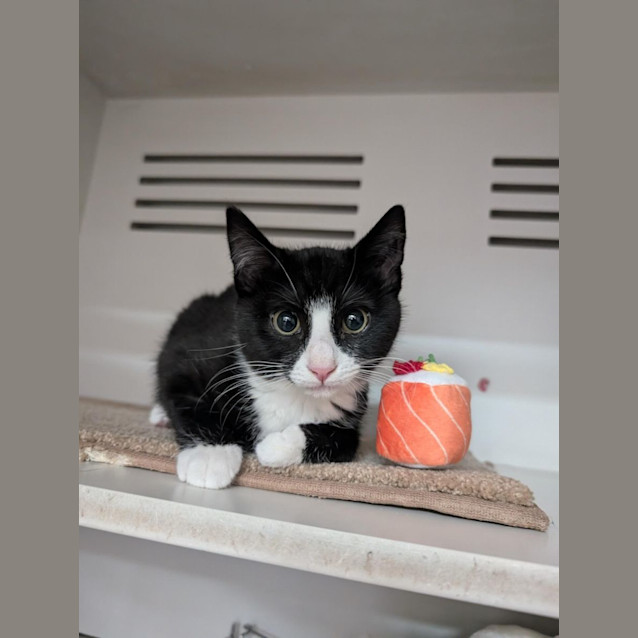 Photo of Sashimi