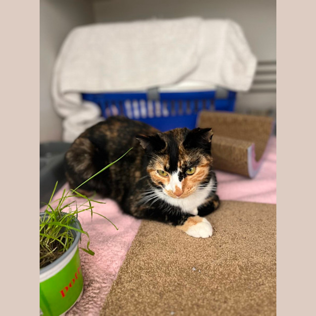 Photo of Meesha