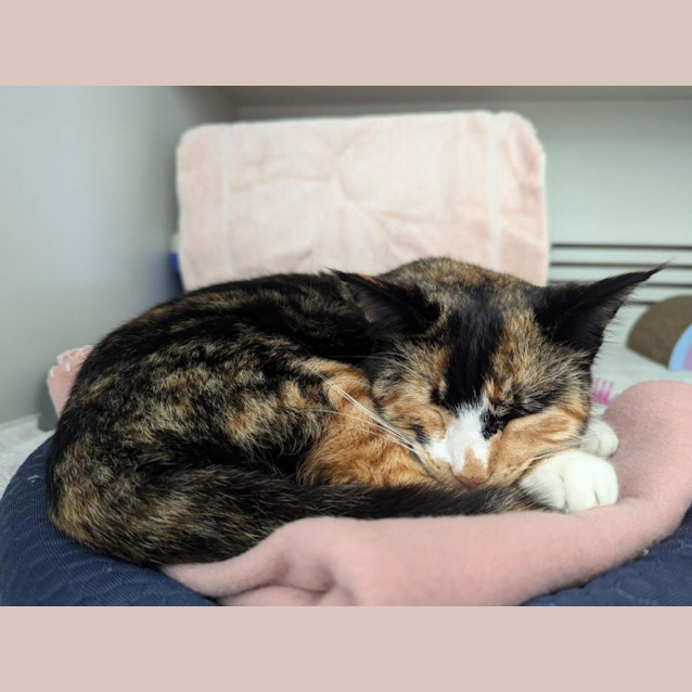 Photo of Meesha