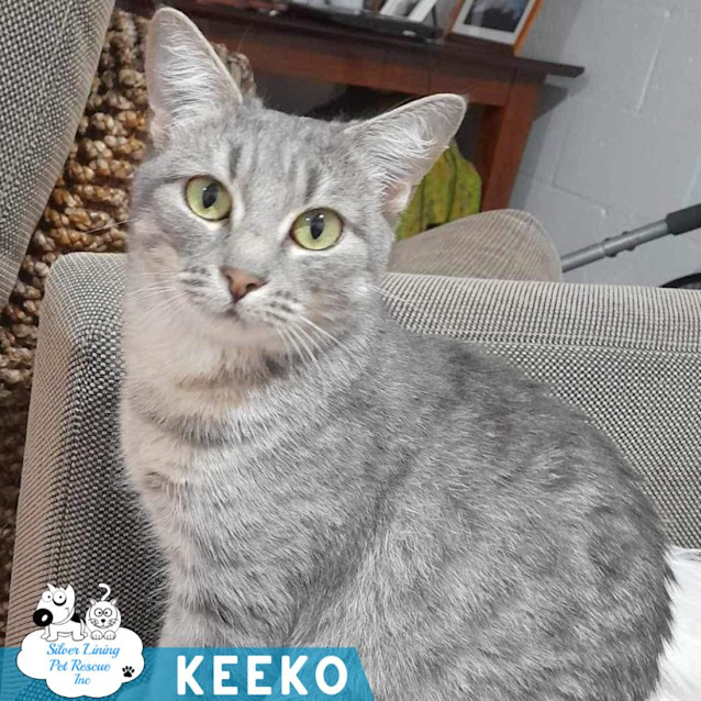 Photo of Keeko