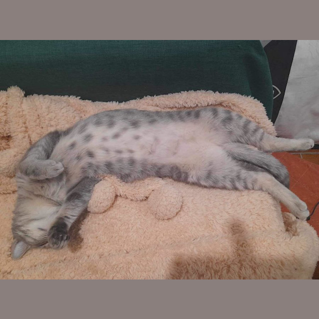 Photo of Keeko