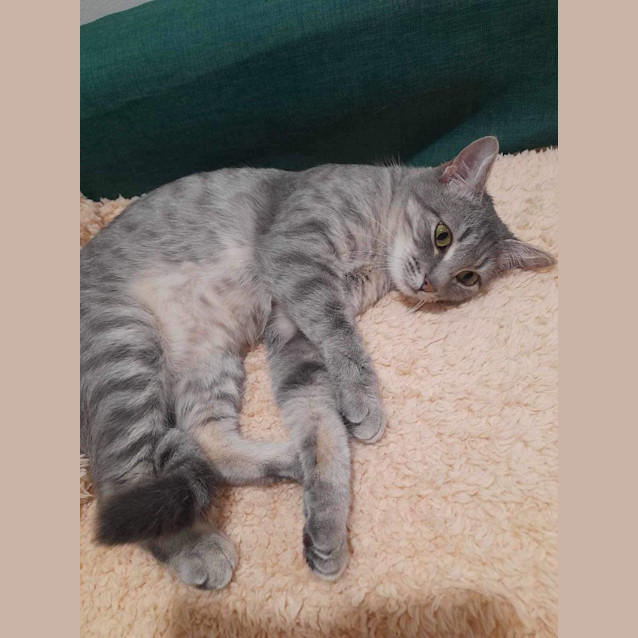 Photo of Keeko