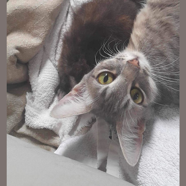 Photo of Keeko