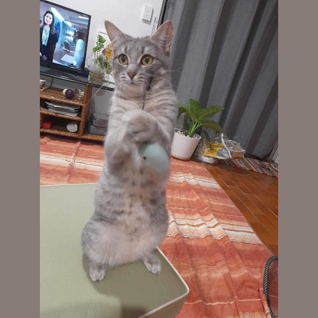 Photo of Keeko