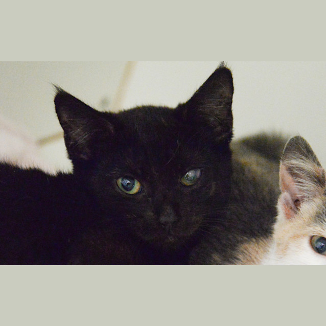 Photo of Java