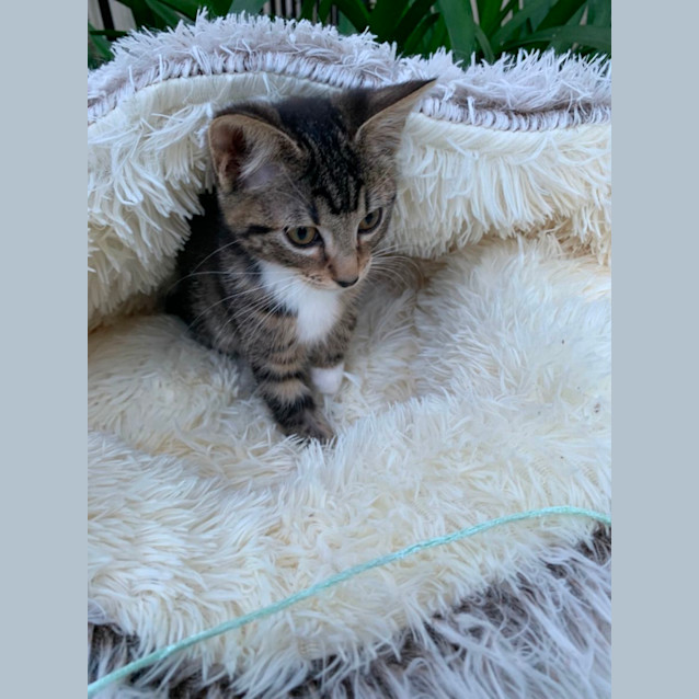 Photo of Tessa🩷😽