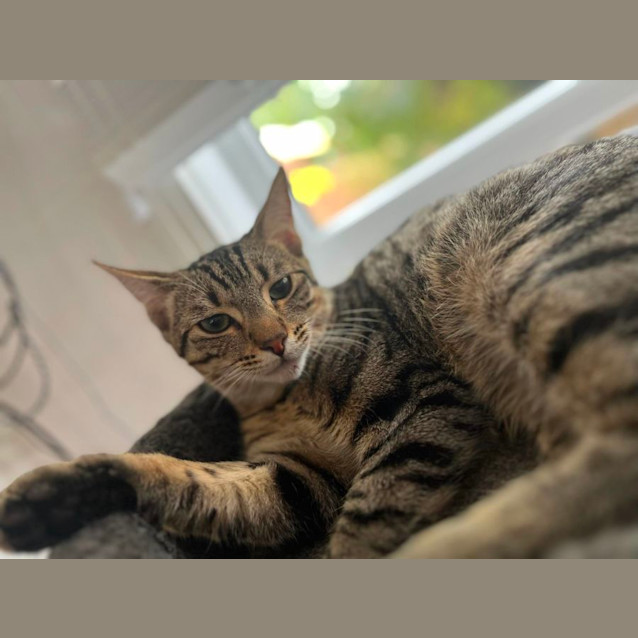 Photo of Levi   Located In Frankston