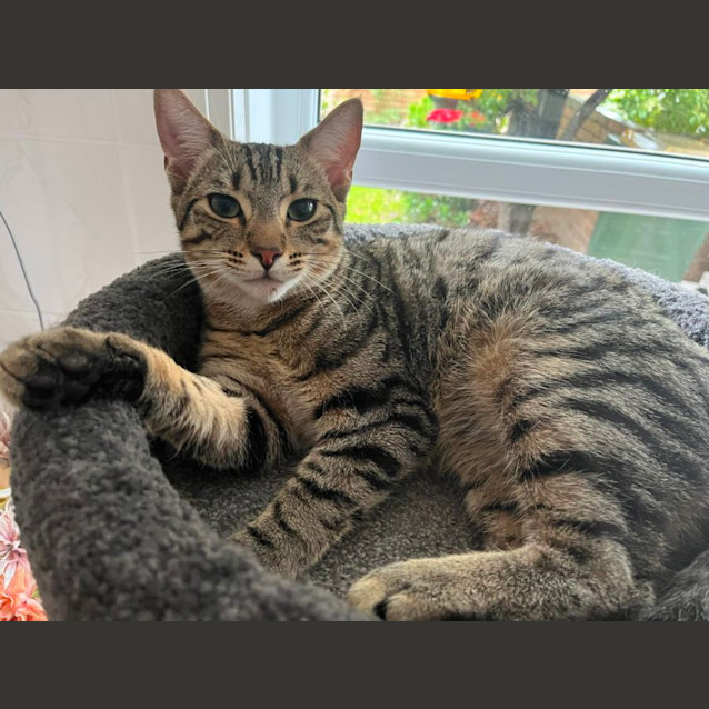 Photo of Levi   Located In Frankston