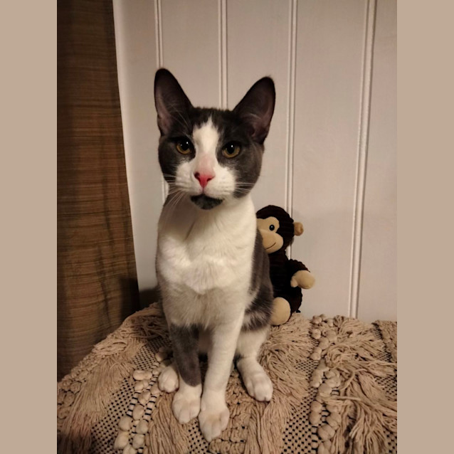 Photo of Jake   Located In Eltham North