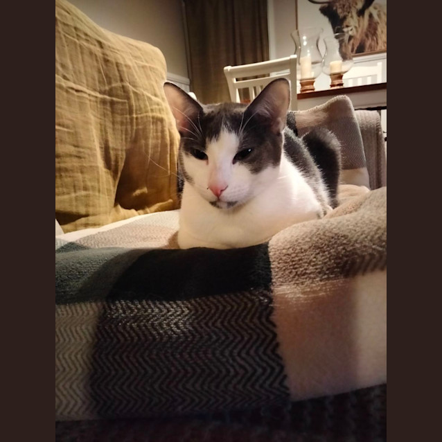 Photo of Bode   Located In Eltham North