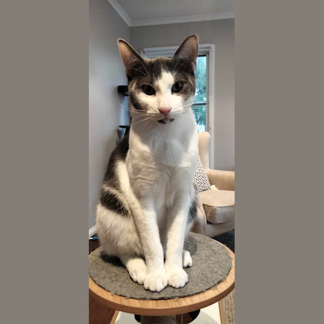Photo of Bode   Located In Eltham North