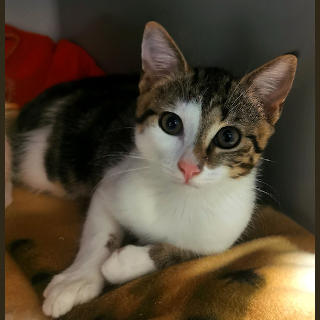 Photo of Maverick