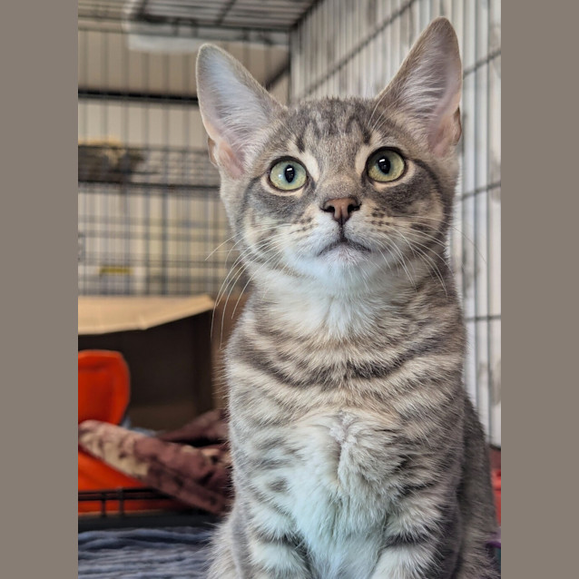 Photo of Kitkat
