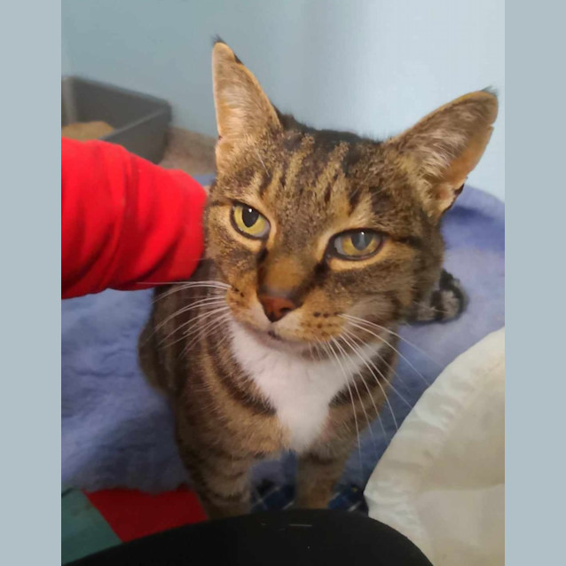 Photo of Pishie/Mishi