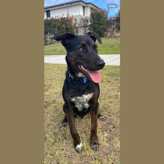 Photo of Navy *$350 Adoption Fee*