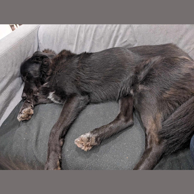Photo of Sooty