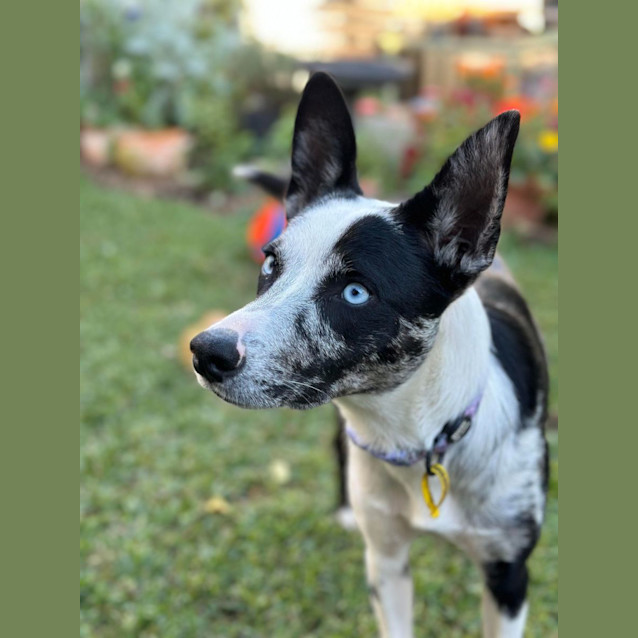 Photo of Asha