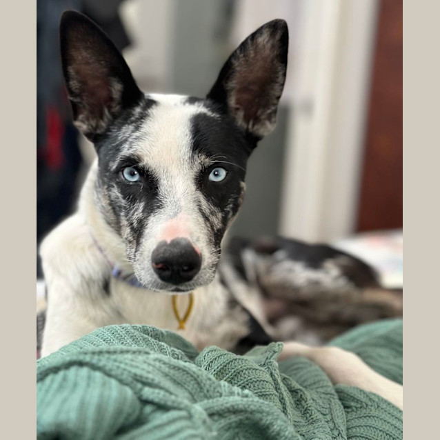 Photo of Asha