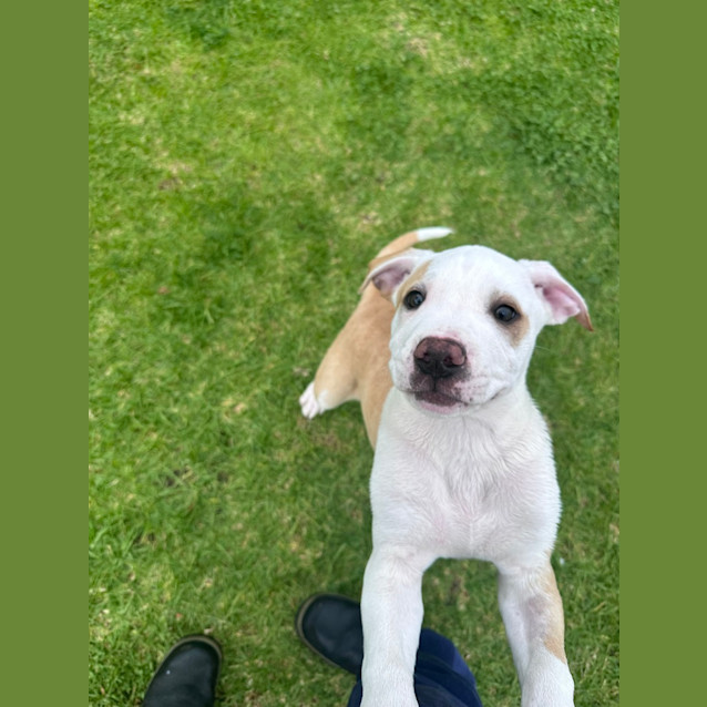 Photo of Dexter