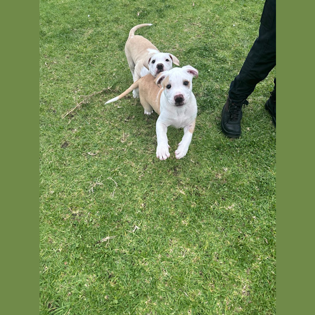 Photo of Dexter