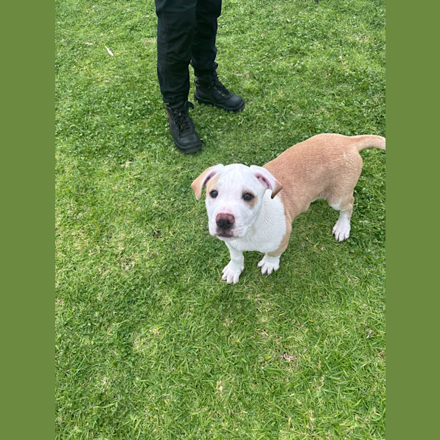 Photo of Dexter